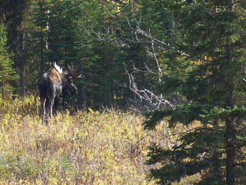 Bull moose foraging in the fall