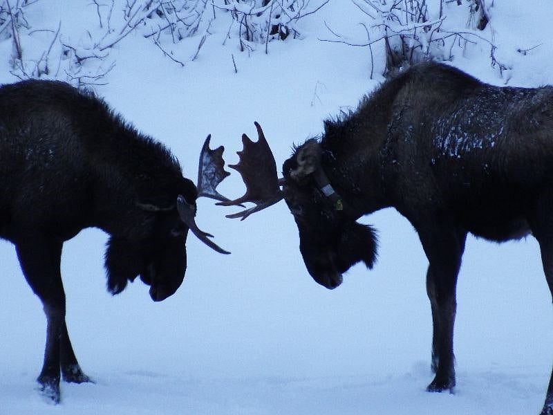 Bull moose sparing on the frozen pond