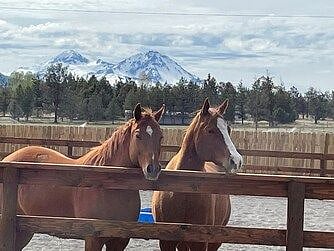 A couple of the therapy horses