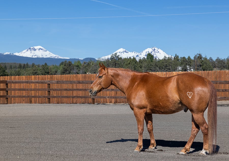 Tee view from the arena and one of our Therapy horses