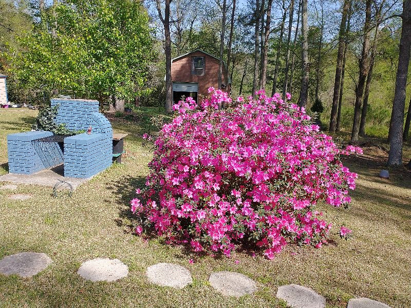Azalea in the backyard