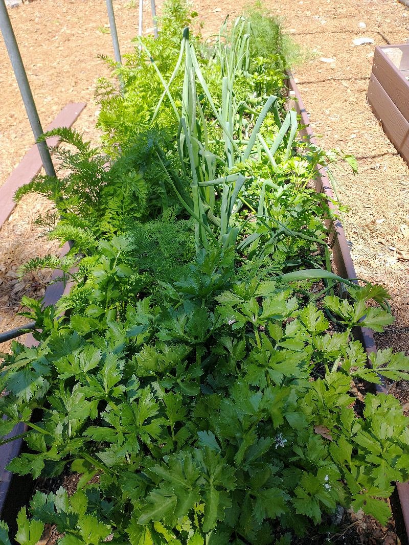 Herbs for cooking