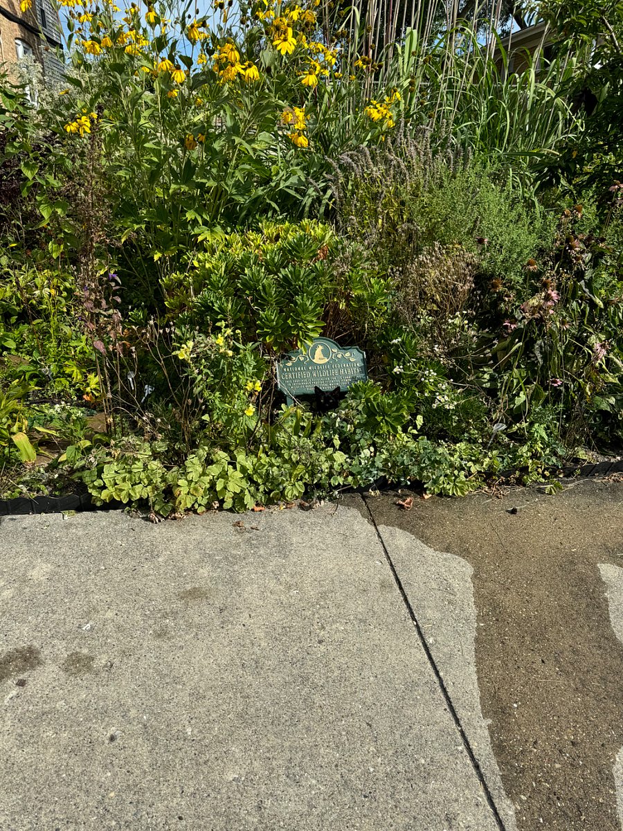 The side yard is a Certified Wildlife Habitat