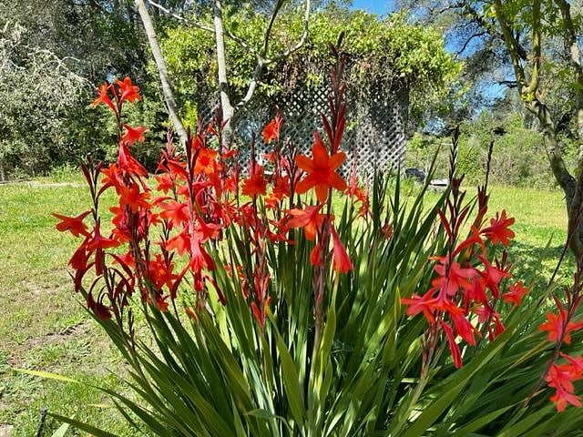 Flowers along the entry patio are a favorite spot for the humming birds.