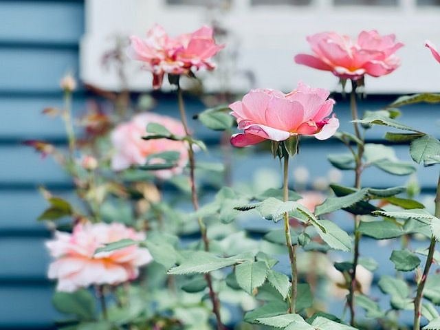 Roses bloom outside the bedroom window.