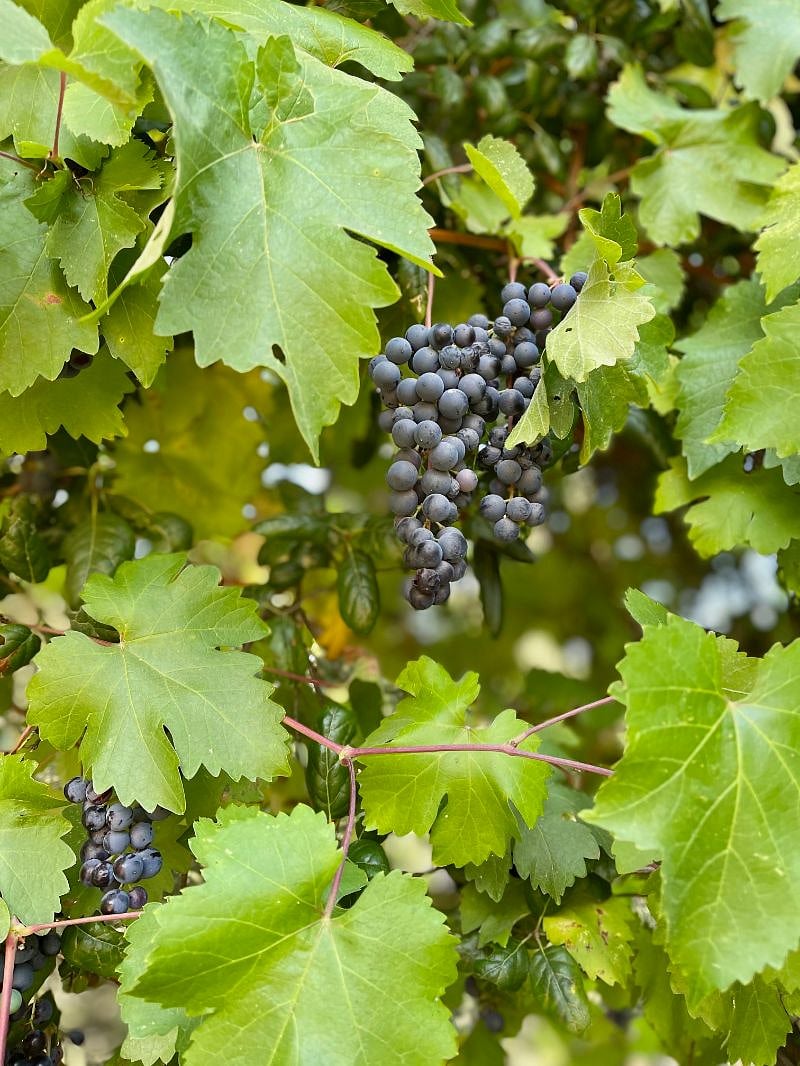 Grapes growing across from the cottage.