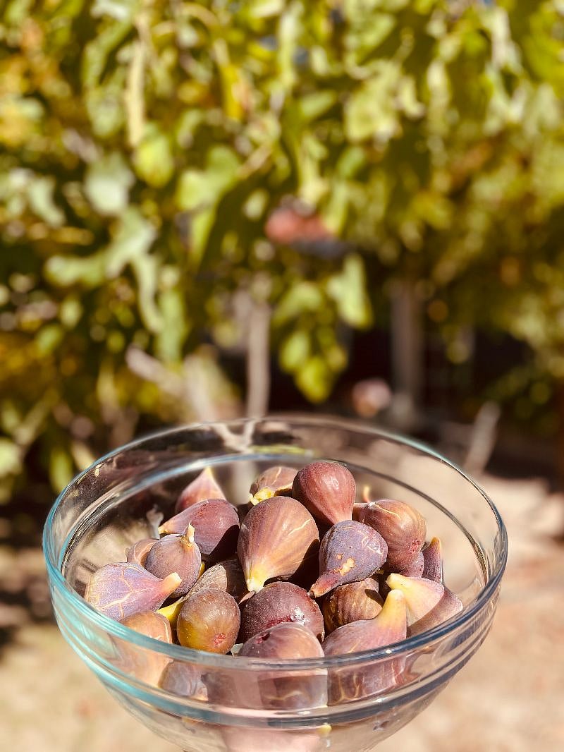 Enjoy fresh figs from the tree next to the front patio.