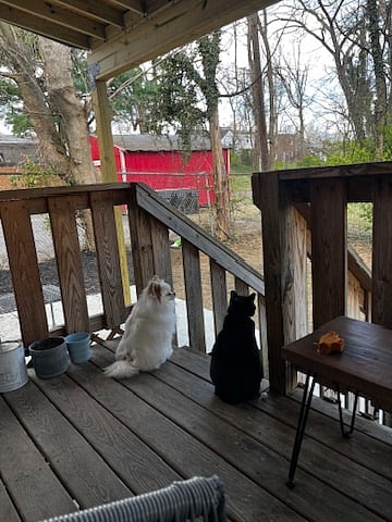 Your sweet downstairs neighbors, Quin (cat), and Frankie (Dog).