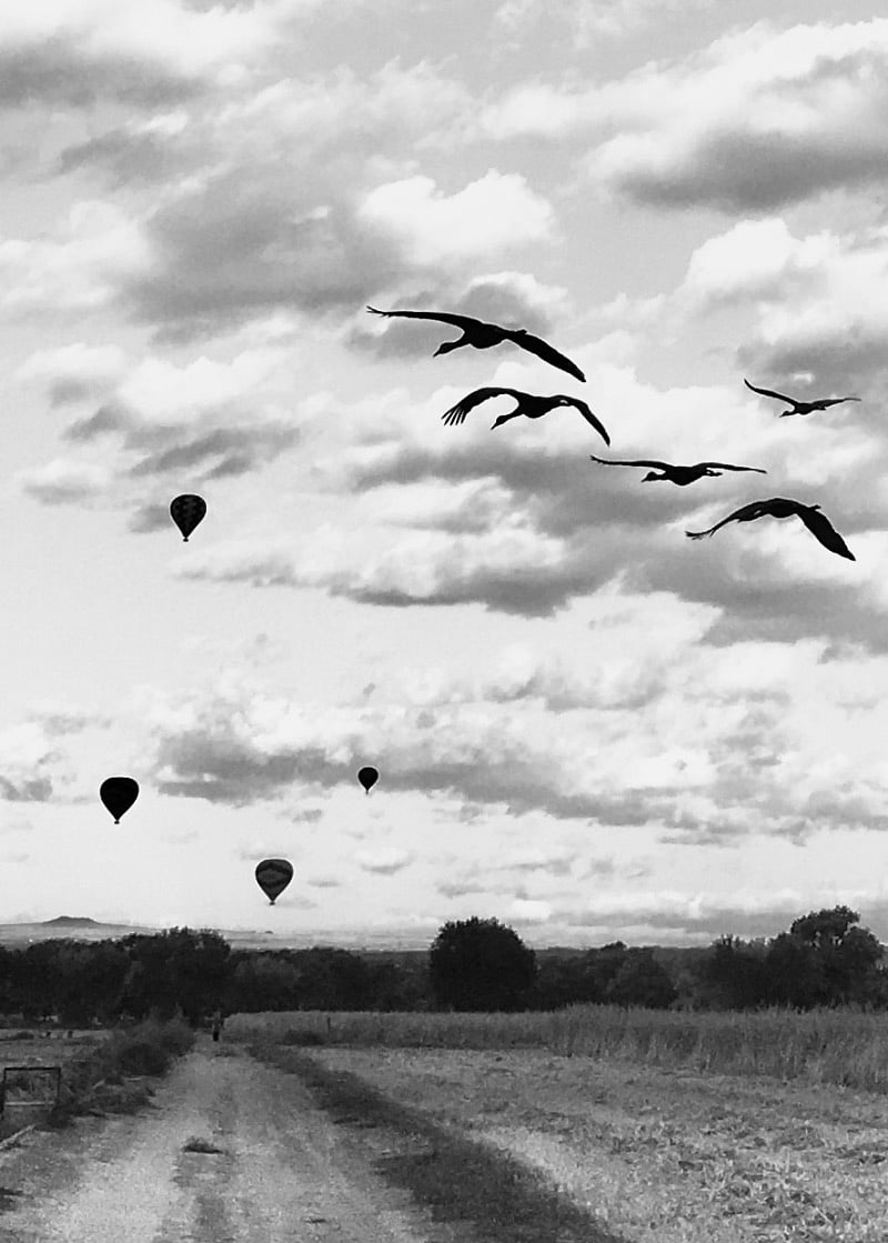 Balloons and Cranes over the fields