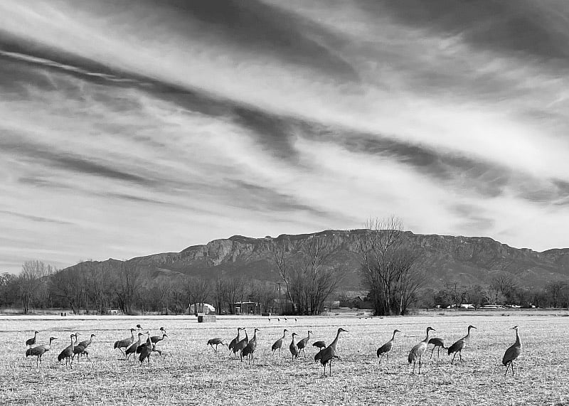 Cranes in the field, Sandia Mountain in the background
