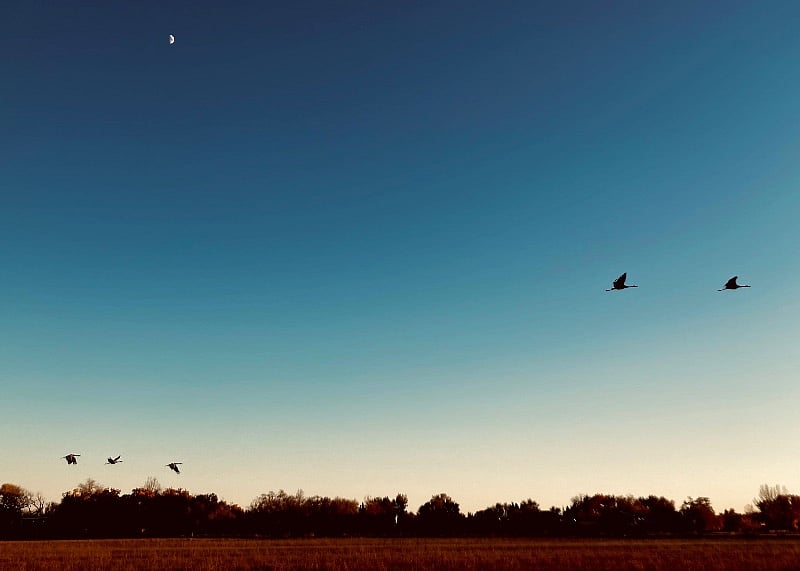 Cranes flying from field to Rio Grande in the evening