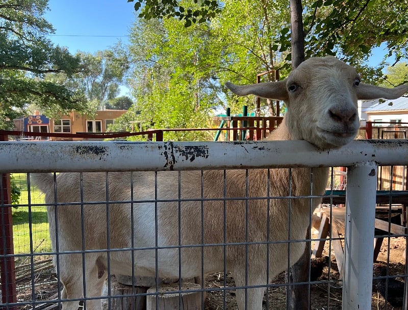 Local goat
