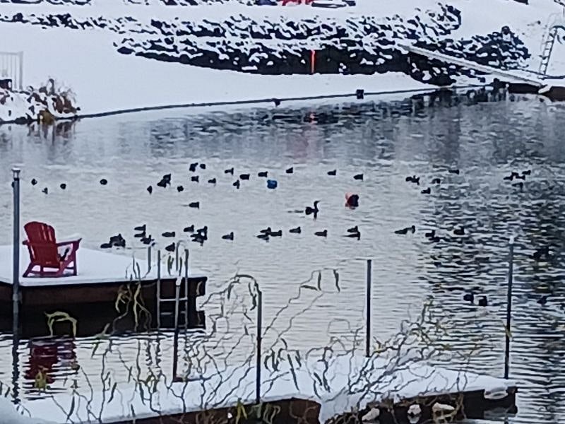 Ducks in winter