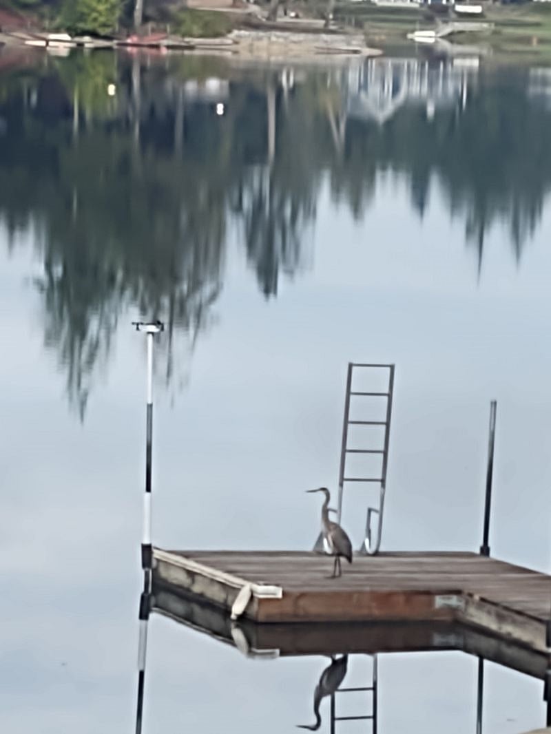 Blue heron on dock