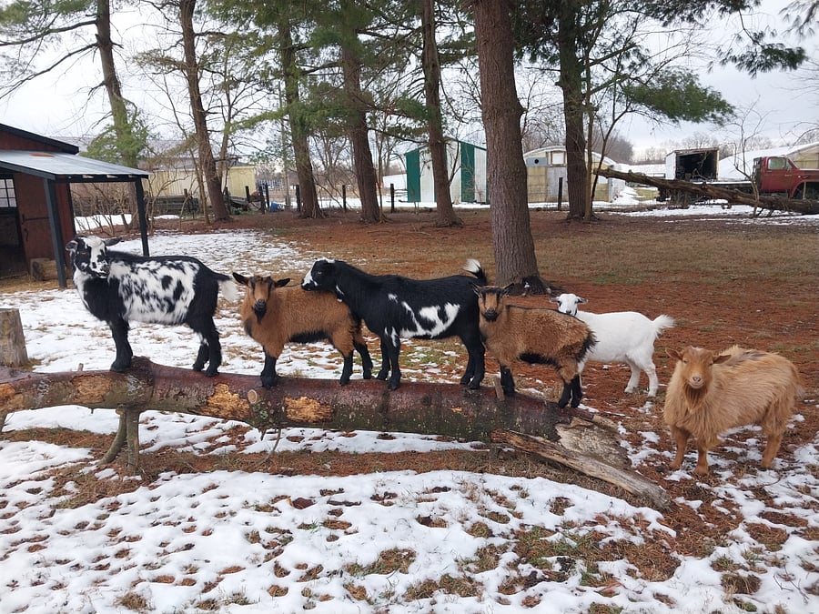 Olympian Dwarf Goats 2023