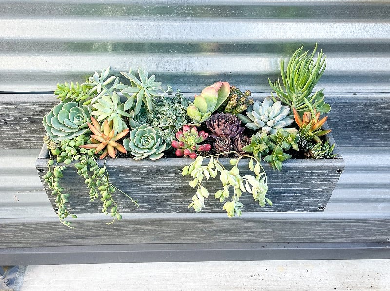 Patio Succulent Wall