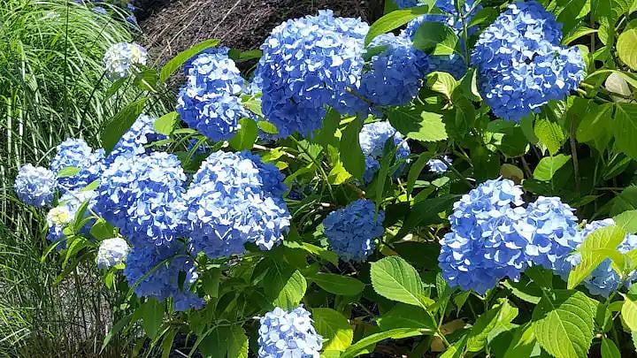 Cape Cod Hydrangeas