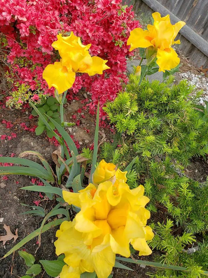 Golden Lilies are apart of the many blooms in the gardens.