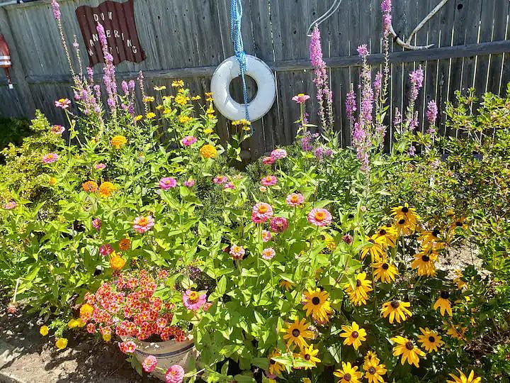 These flowers attract hummingbirds and butterflies