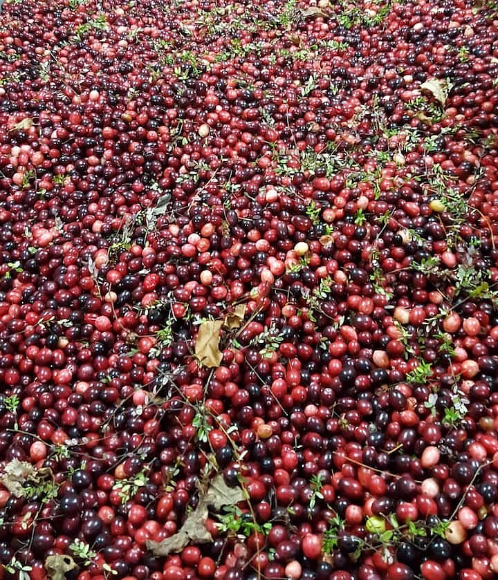 Cranberry Harvest