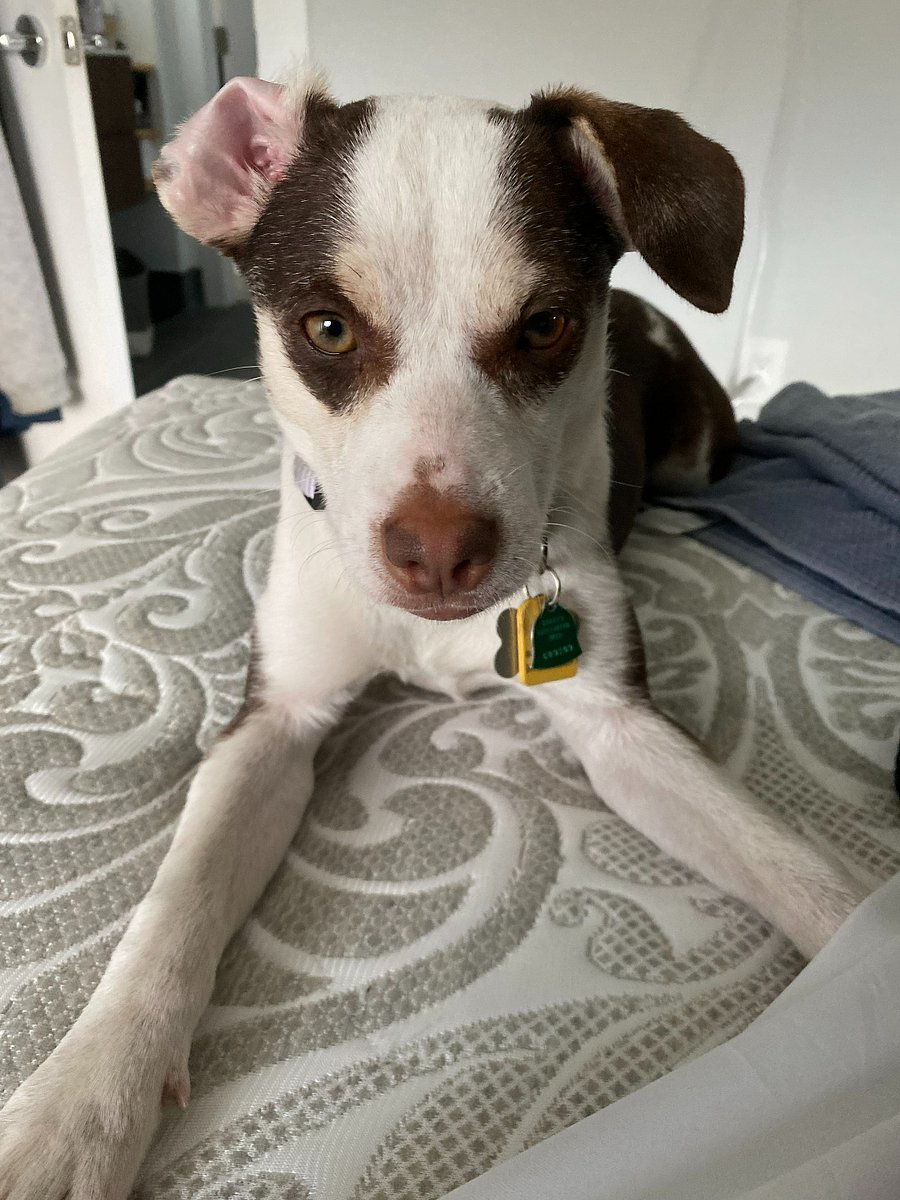 Our friendly pup, Stella