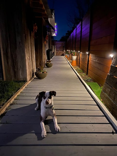 Studio entrance boardwalk with Stella