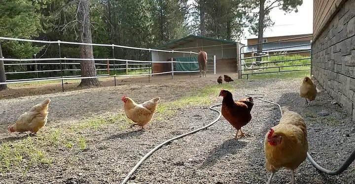 Summer view of chickens