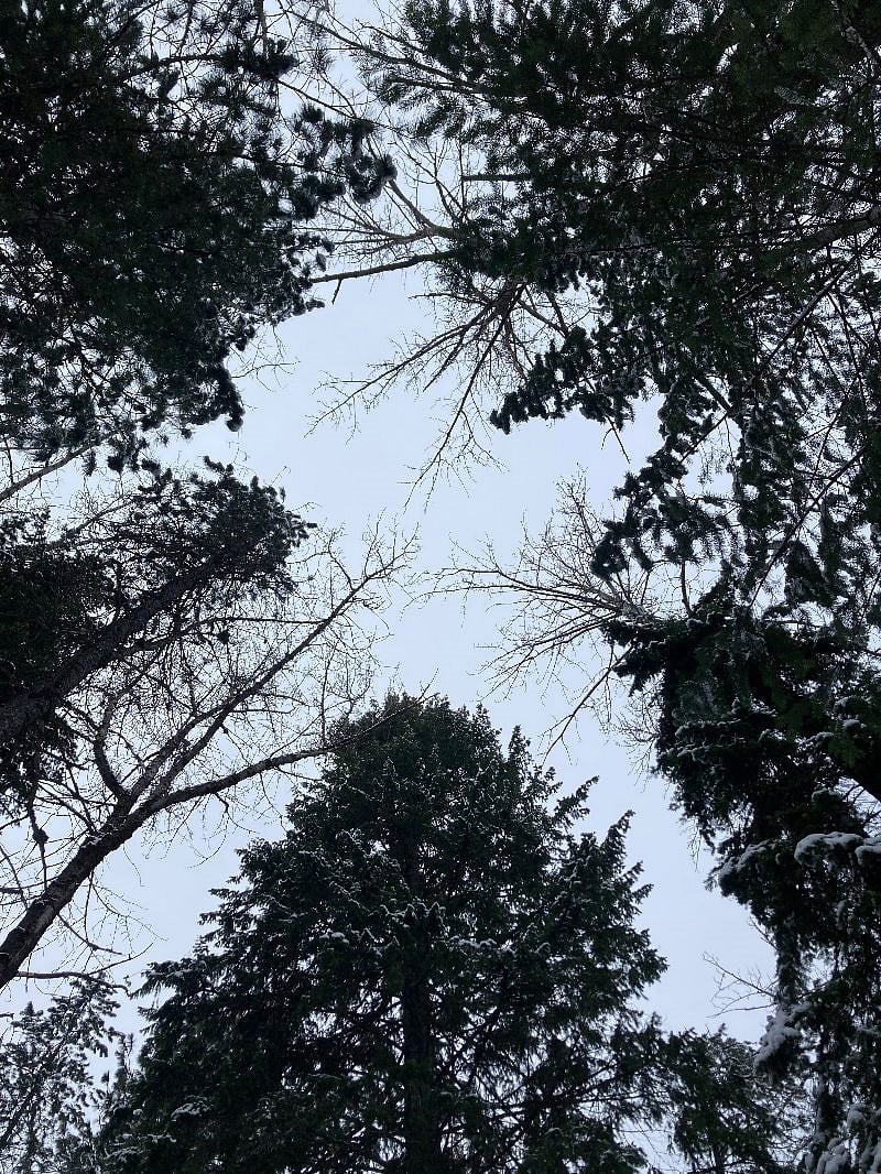 Skyview of Snowshoe Trail