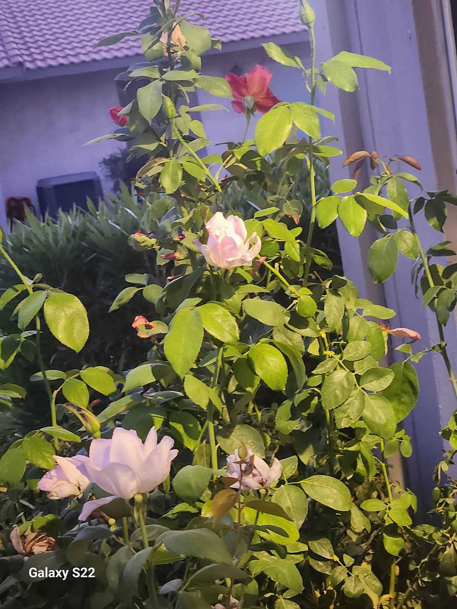 We have beautiful roses and other nice plants at our place. Guests enjoy watching the hummingbirds come to feed on the nectar (provided) in front and back.