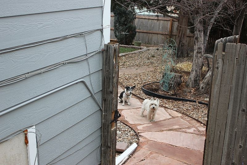 Your new friends - they may visit you for some love on your patio every now and then
