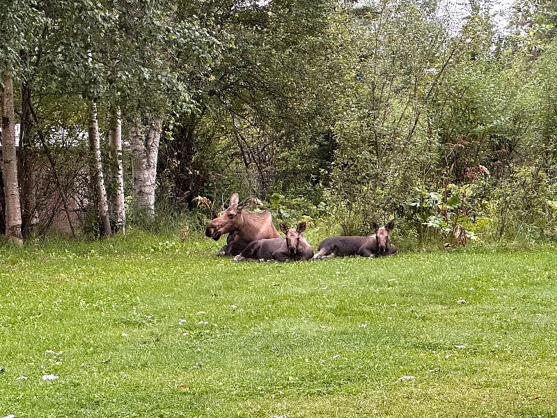 The neighbors