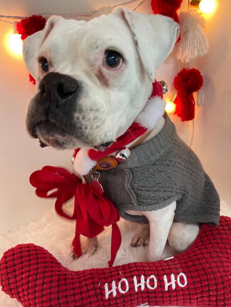 Oh man I just noticed I put her sweater on backwards for picture day at daycare....The other dogs probably made fun of her that day.  This is Boo she never barks and loves everyone.  if you see her say Hi.