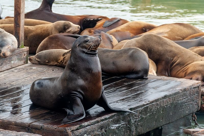 Sea lions at Pier 39, a half-hour walk away