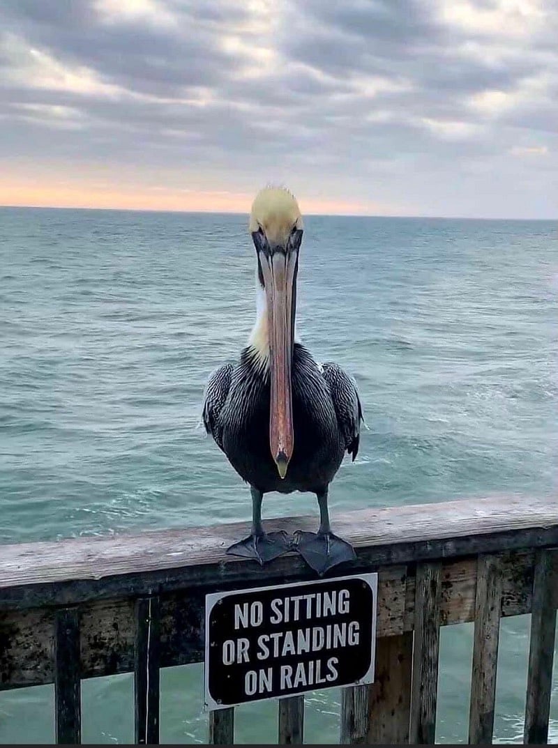 Rebellious Pelican