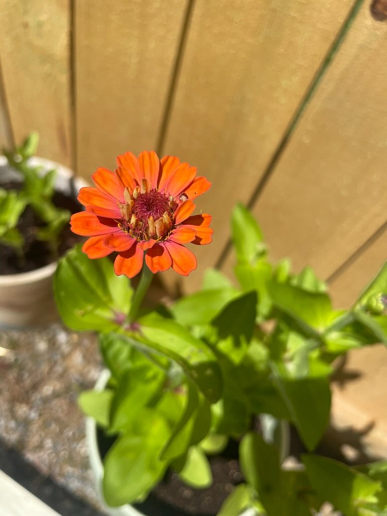 Nature in the backyard, bushes, and flowers and trees and patio