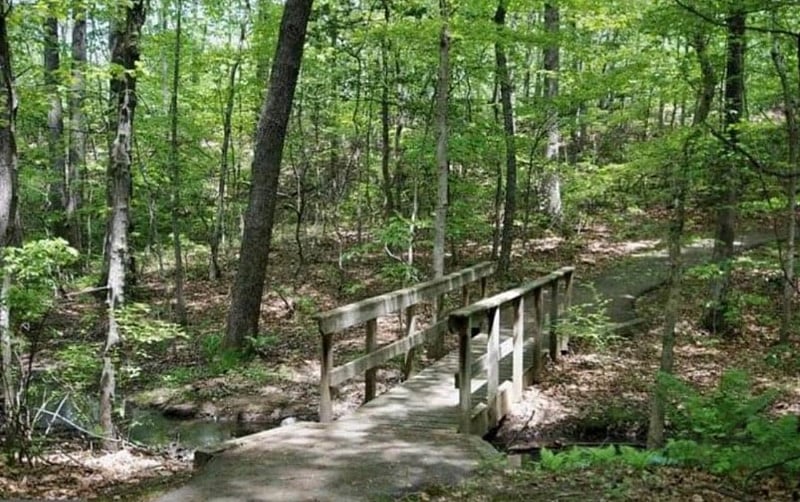 Wooded trail right behind the house