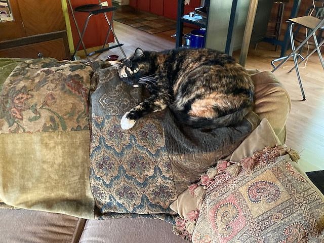 Cleo the cat