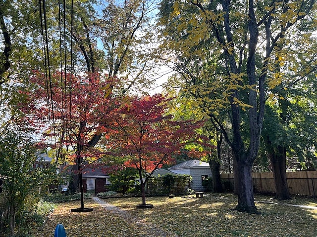Fenced backyard