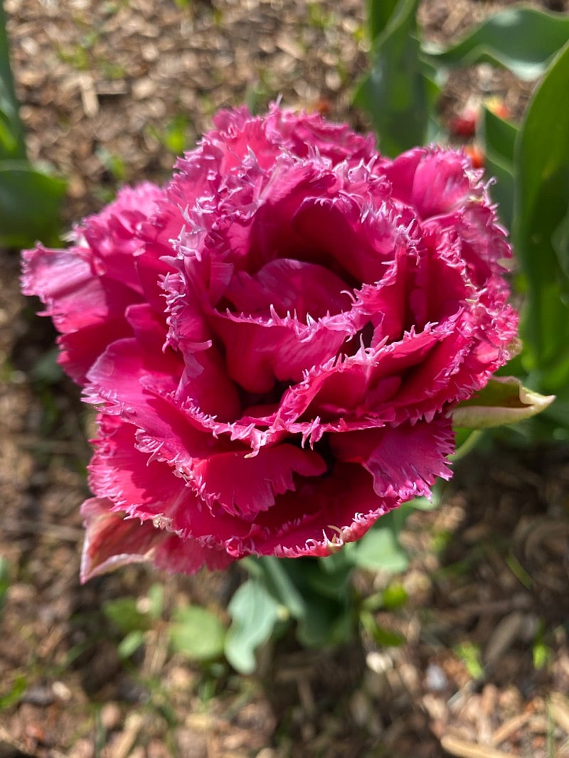 Tulips in the front garden