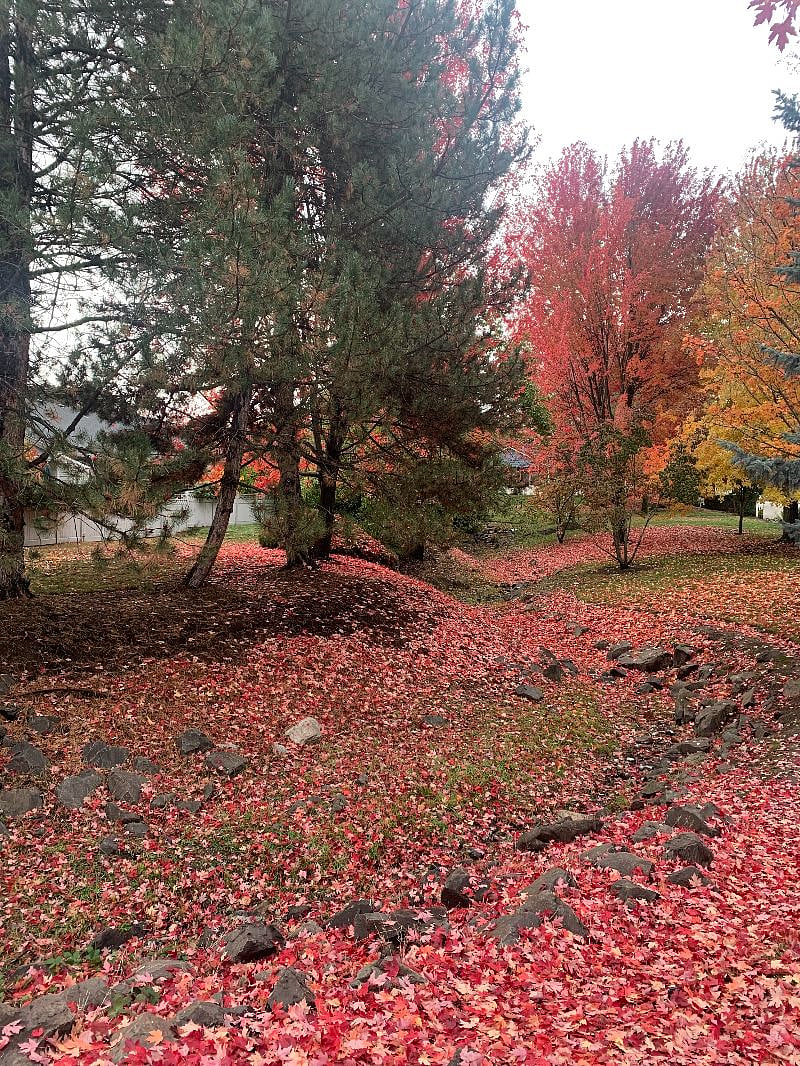 Neighborhood creek in the fall