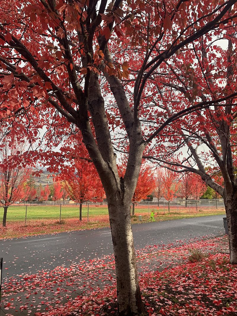 Maples on sidewalk outside entrance to home, looking over open field onto mountains beyond