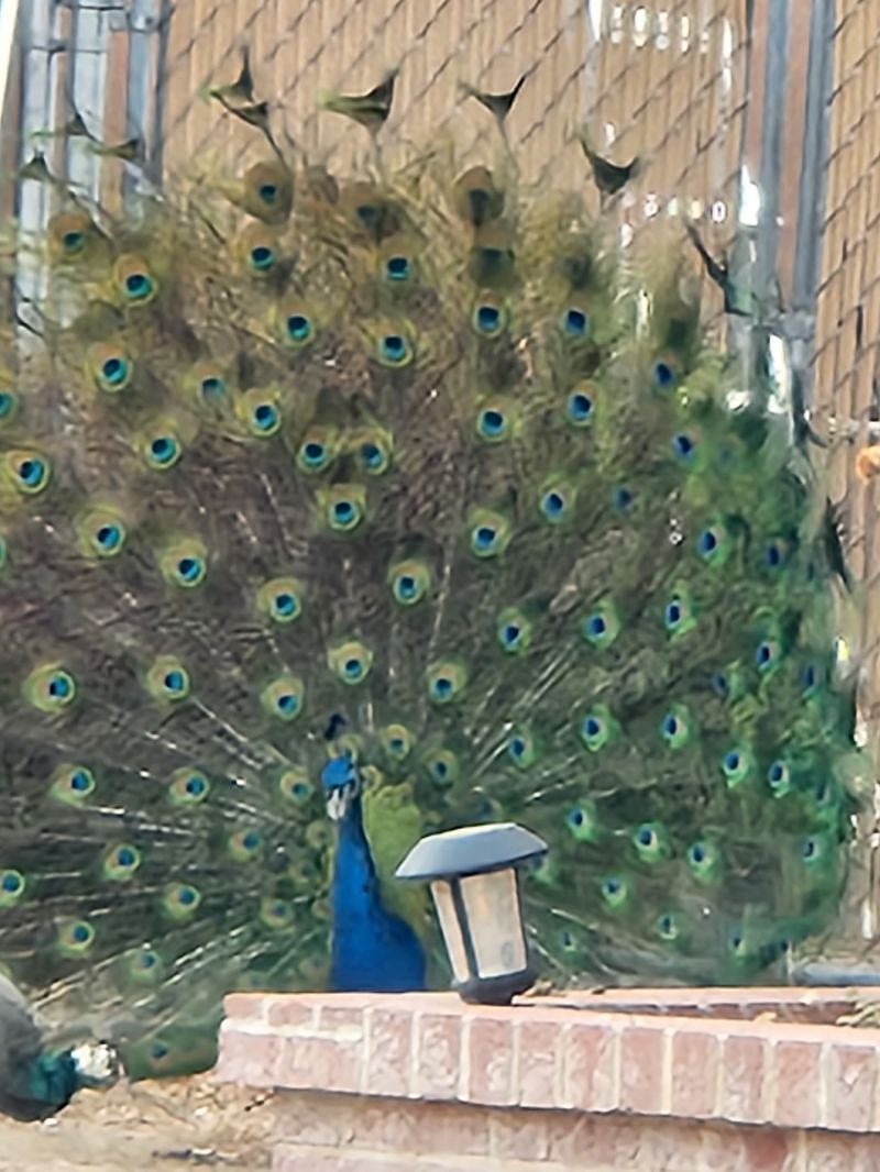 There are free roaming Peacocks and Peahens roaming the neighborhood. 