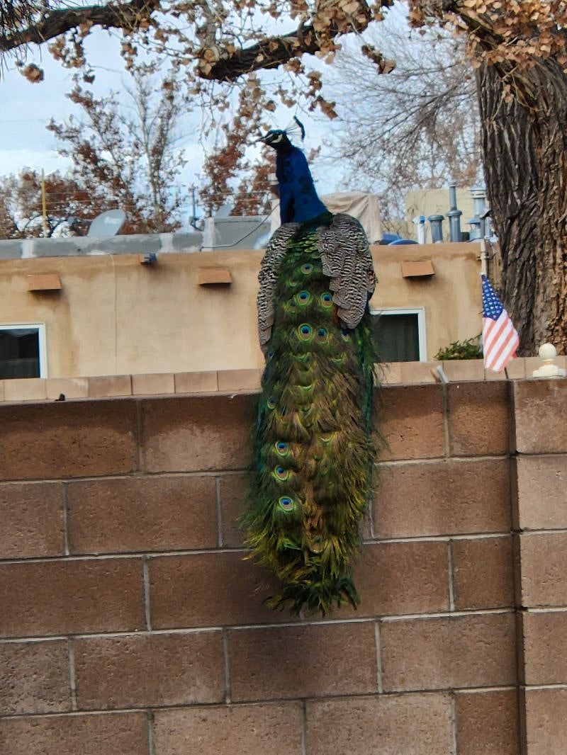 I have food I provide the Peacocks and Peahens, so they frequent the yard. 