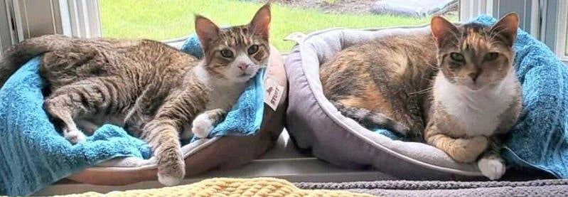My two adorable, sweet, older cats (18 yrs. & 16 yrs. old)
"Chicklet & Qyle" (Kyle)
It is essential that you are cat-friendly.
