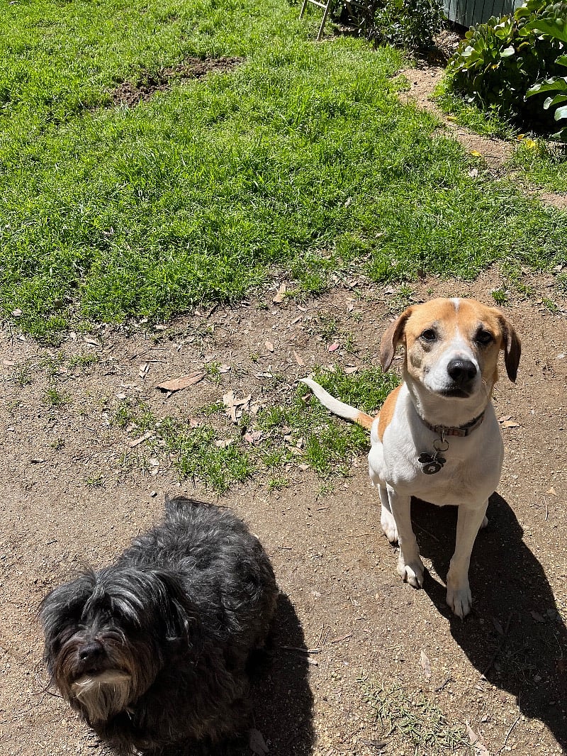 Edmund and Hazelnut will greet you, lay around in the sun, dig holes to kill gophers and let you love on them.air c