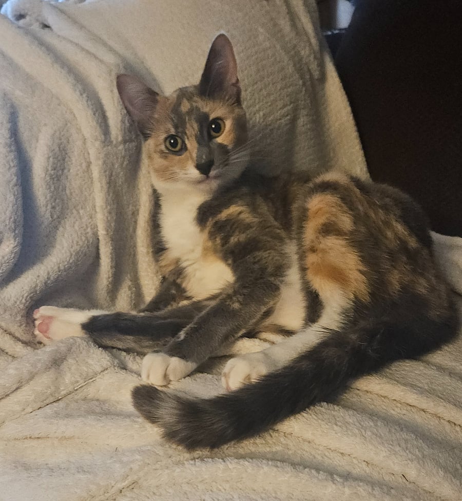 Kitten-Mabel