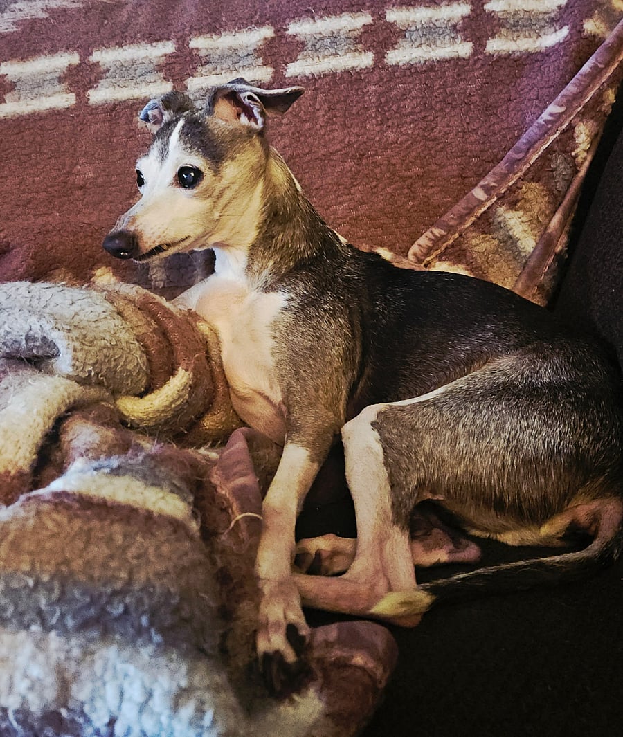 Quinn - 14 year old Italian Greyhound