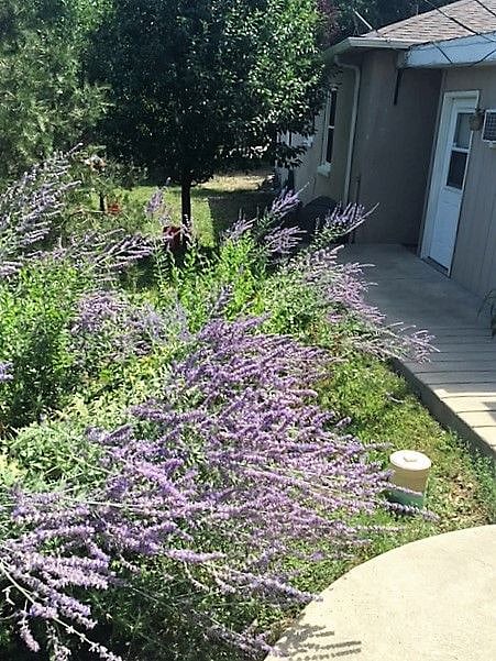 Russian sage on grounds along w lots of other flora and fauna!