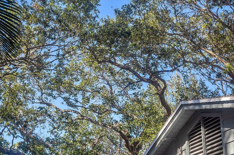 Large oak trees on property