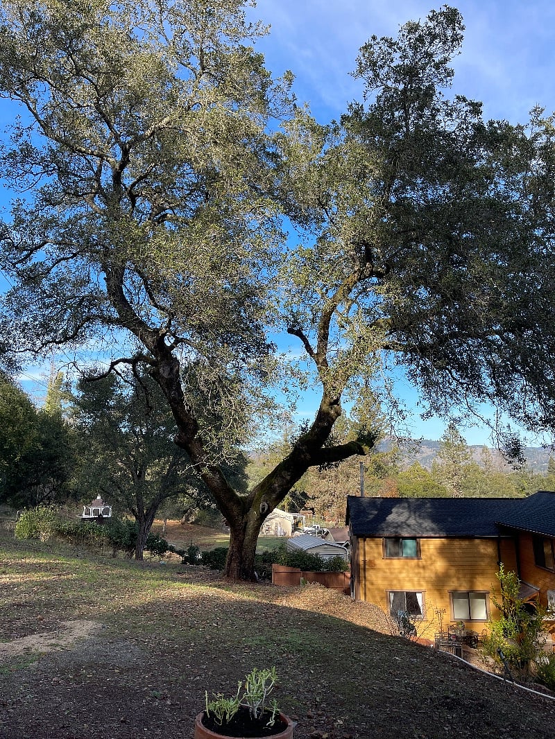 The deer walk past here frequently.  We have a mom with 2 babies currently. I remember the place I stayed in Provence had deer walking past too.  We also have squirrels, birds and a rare little fox.  